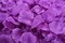 Kitcheniva Multicolor Silk Rose Petals DIY Craft & Party Decor 1000 Pcs